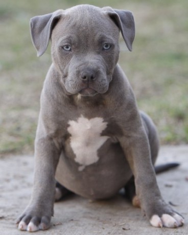 ukc_blue_nose_pit_bull_puppies_4_available_900_18927855